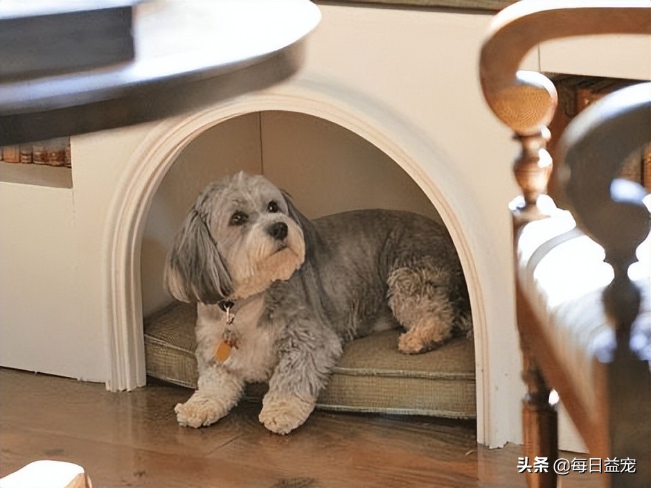 狗狗长时间躺地上，容易得肘关节囊肿，狗子：还不快给老子准备床