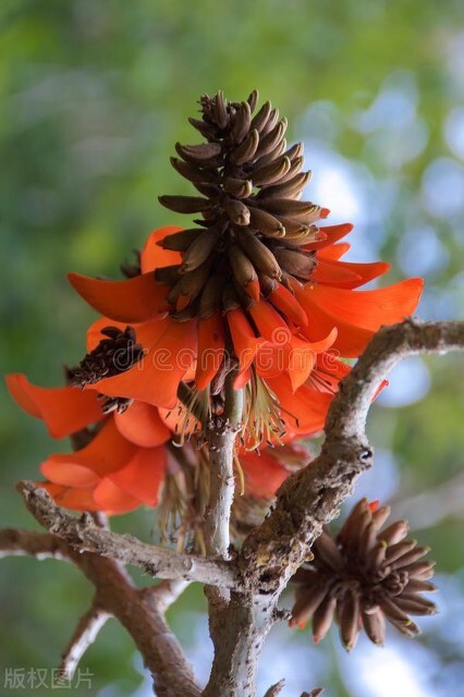 欣赏美丽的珊瑚,田里珊瑚树