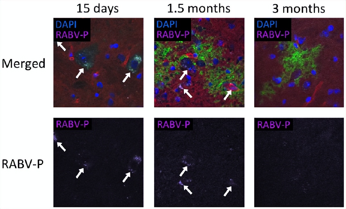 嵌合犬瘟热病毒Ｈ基因的重组狂犬病病毒的构建及免疫原性研究