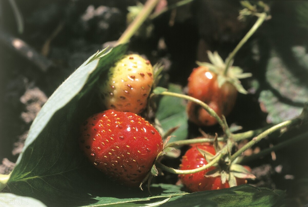 红艳的草莓,草莓红的正常吗