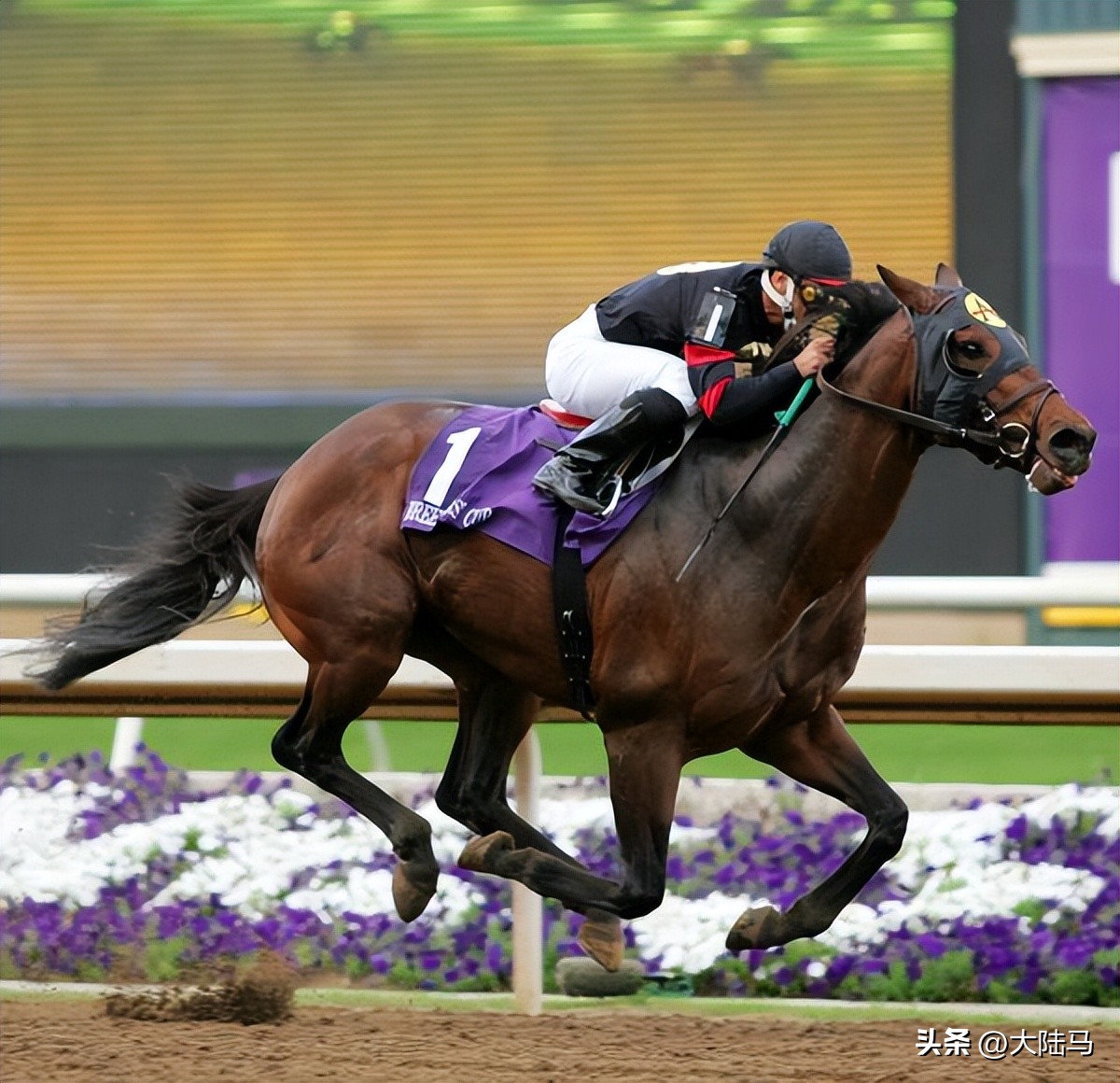 21世纪最伟大比赛,20世纪美国100匹顶级赛马排名