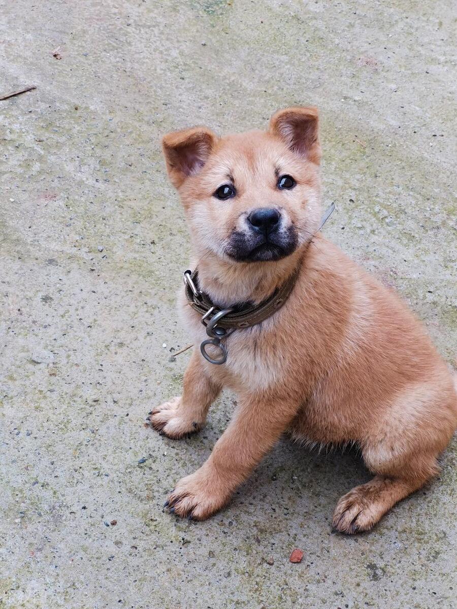 本地土狗哪些品种比较过大众一点,中国土狗都有哪些