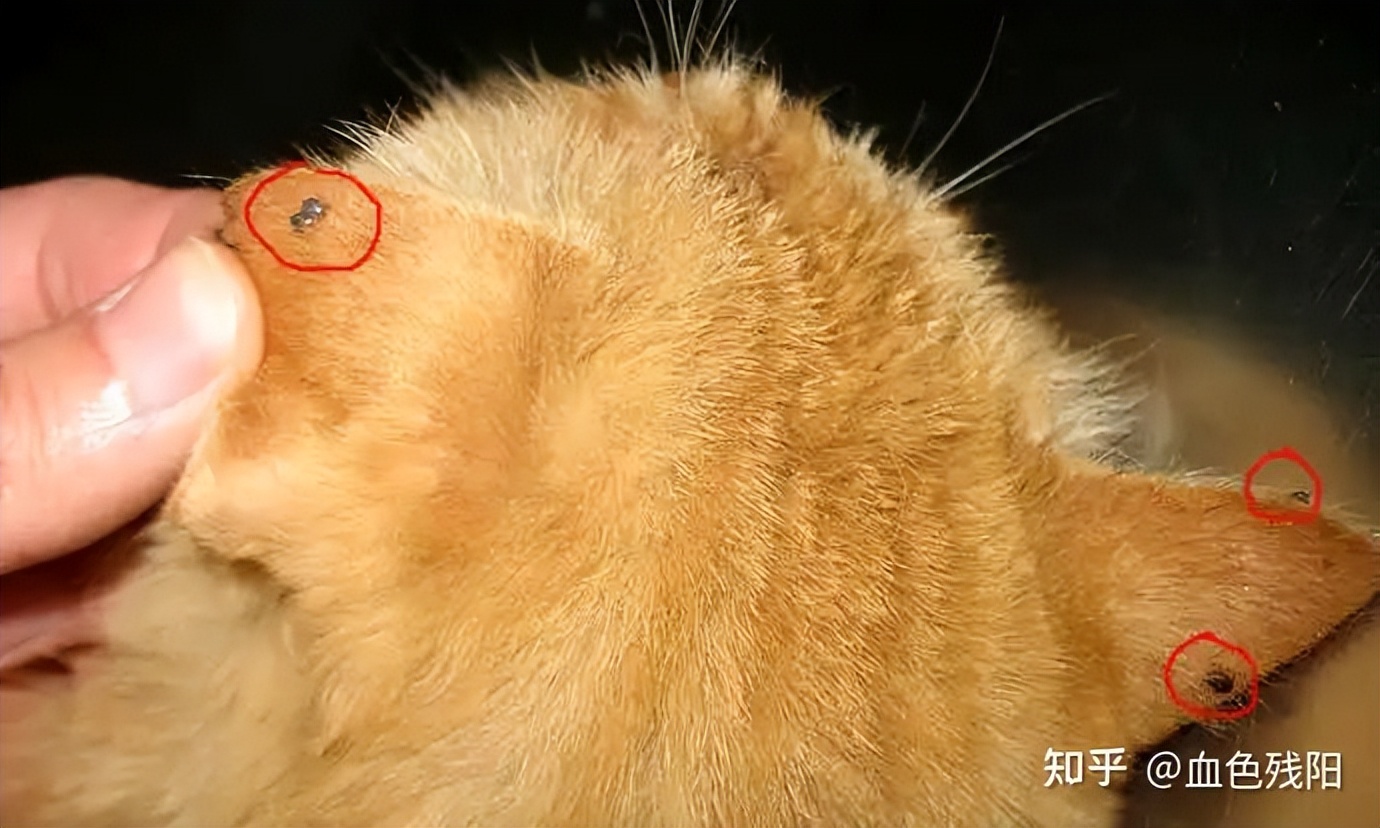 长寿猫咪,猫咪长寿