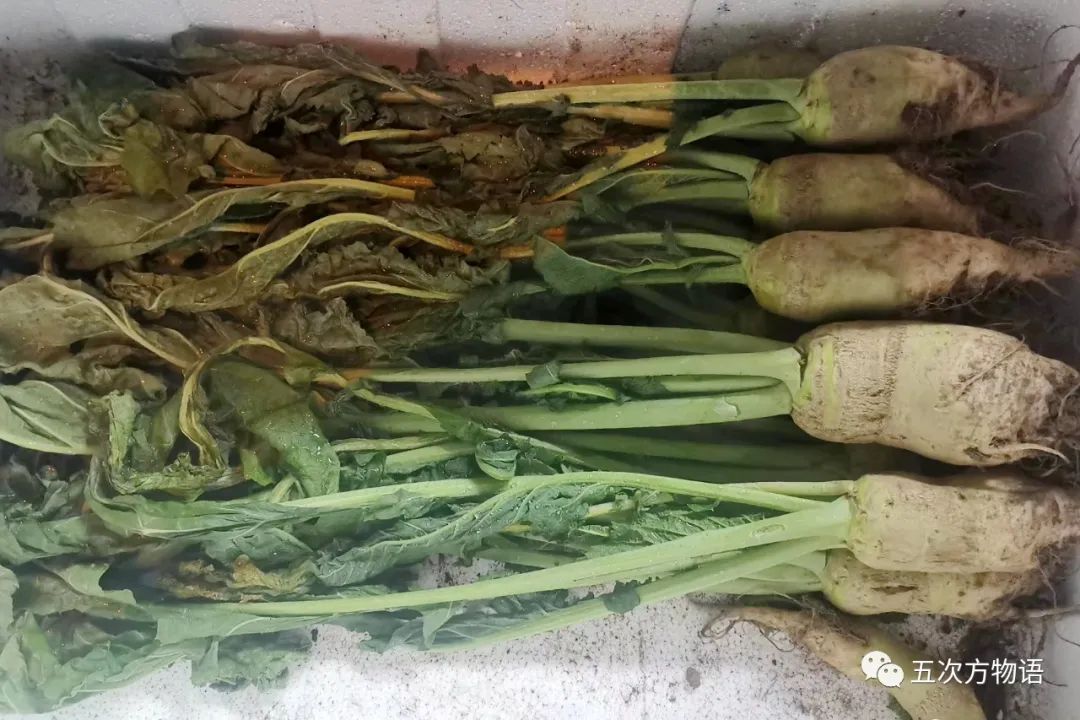 根类食物大全 (5种根菜类的食材)