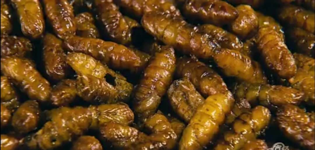 真正的丛林美食有哪些,硬核知识大全100个