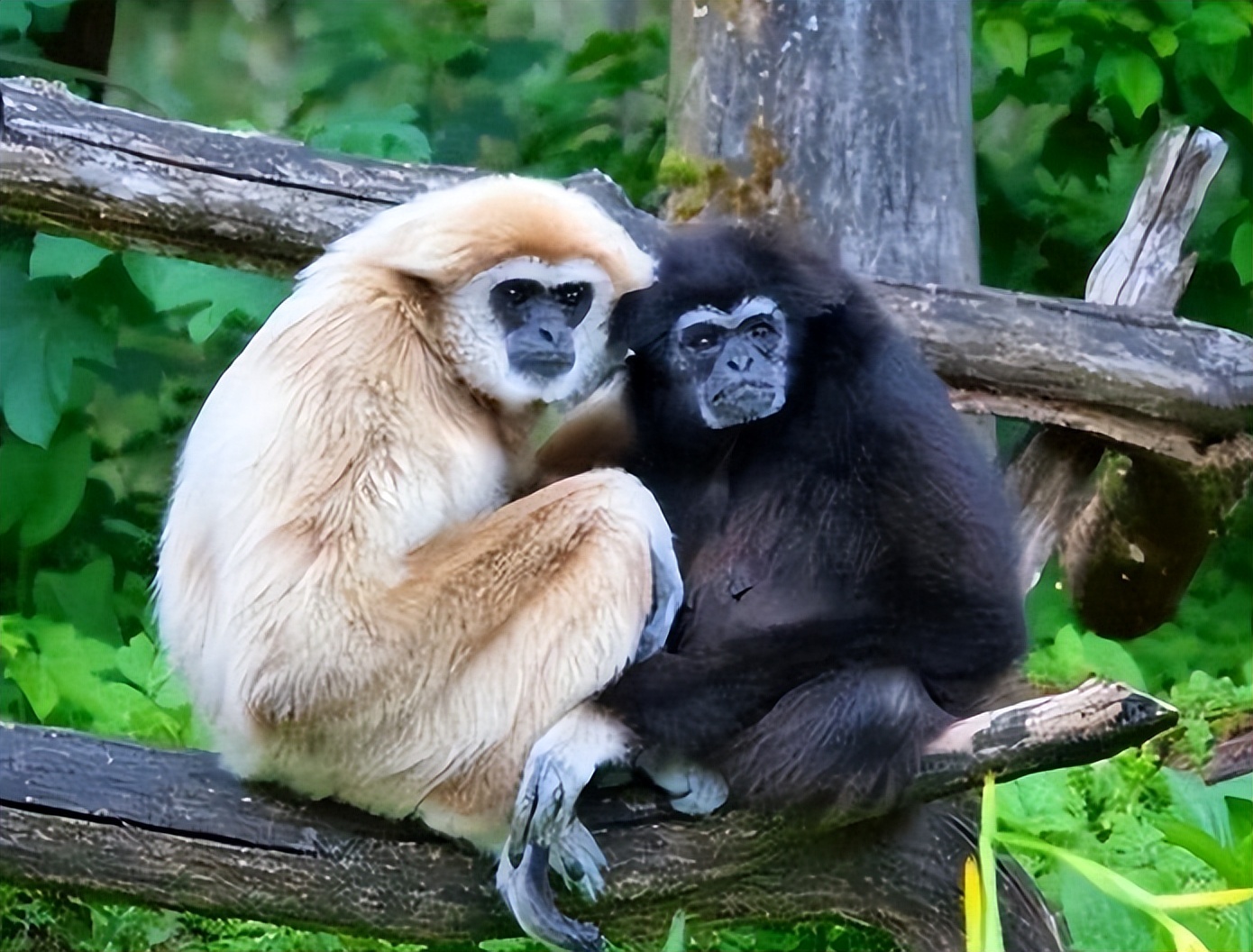 母猴怀孕男饲养员险些背黑锅,日本独居5年母猴产下双胞胎
