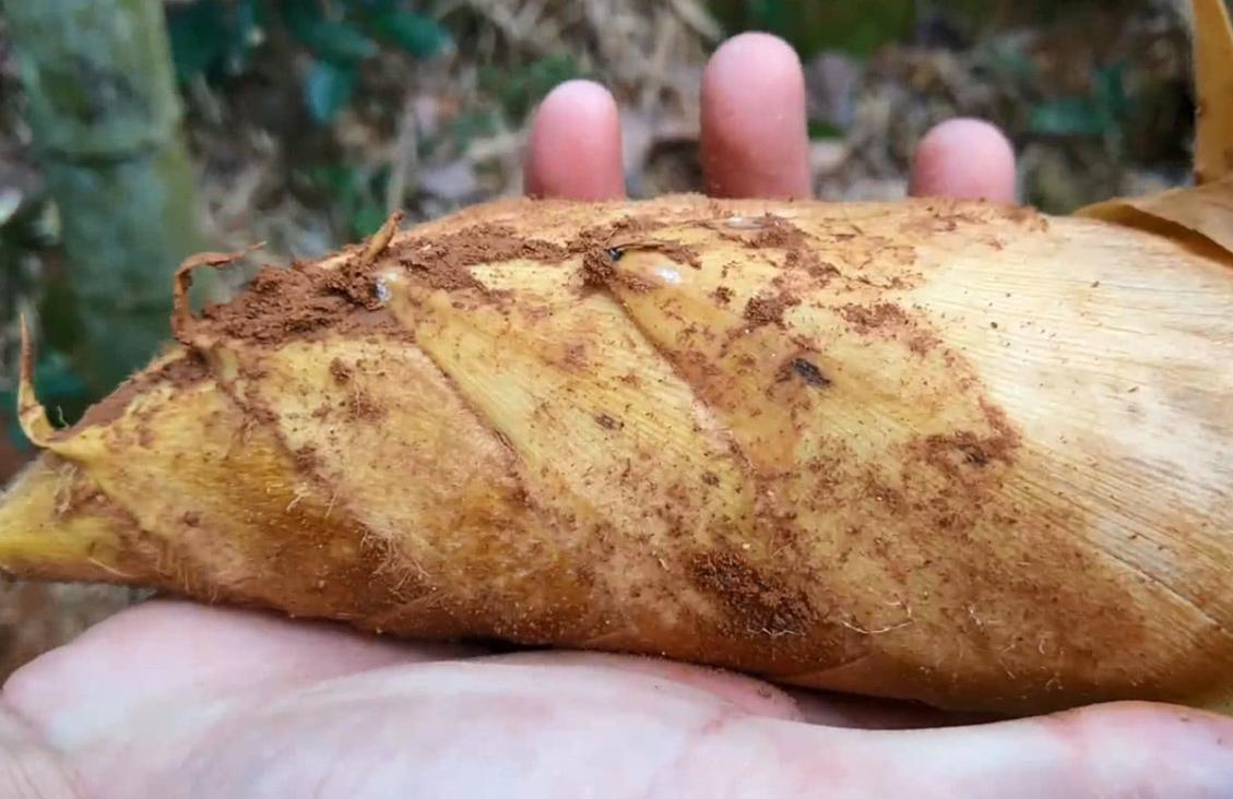 为什么冬笋便宜了,比猪肉还贵