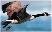 鸟类在分类学中统称为什么,鸟纲分类总表