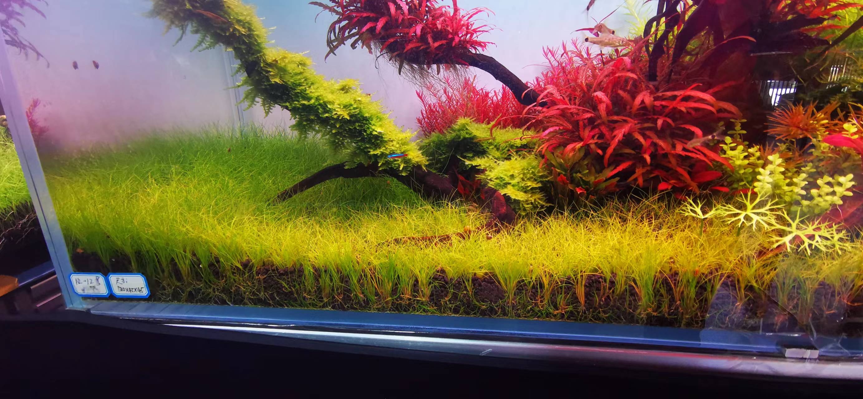 水草泥开缸肥力不足有啥表现,换水太频繁水草泥缺肥