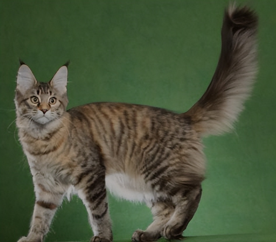 纯种猫咪有哪些颜色,纯种宠物猫有哪些品种