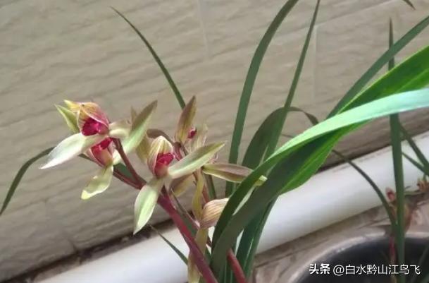 春剑和剑兰哪个品种比较贵一点,春剑和剑兰有哪些区别