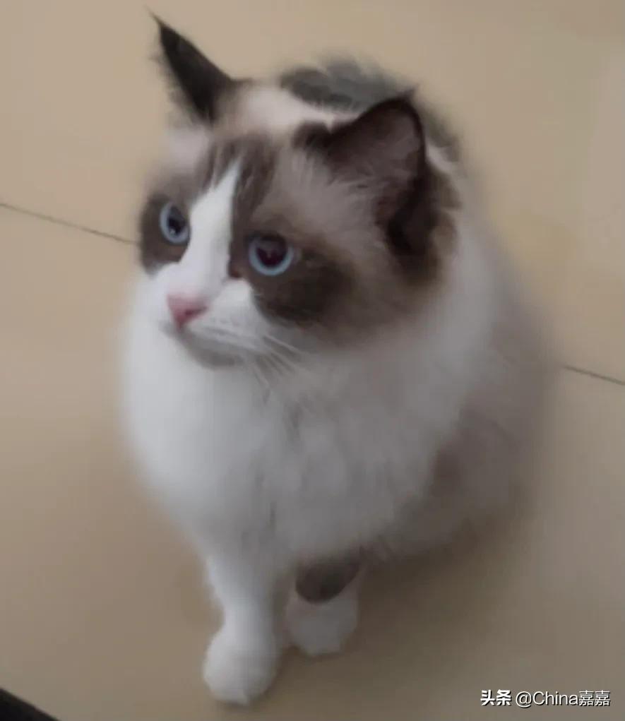 被新鲜出炉的海虹馋哭了的蓝小咪