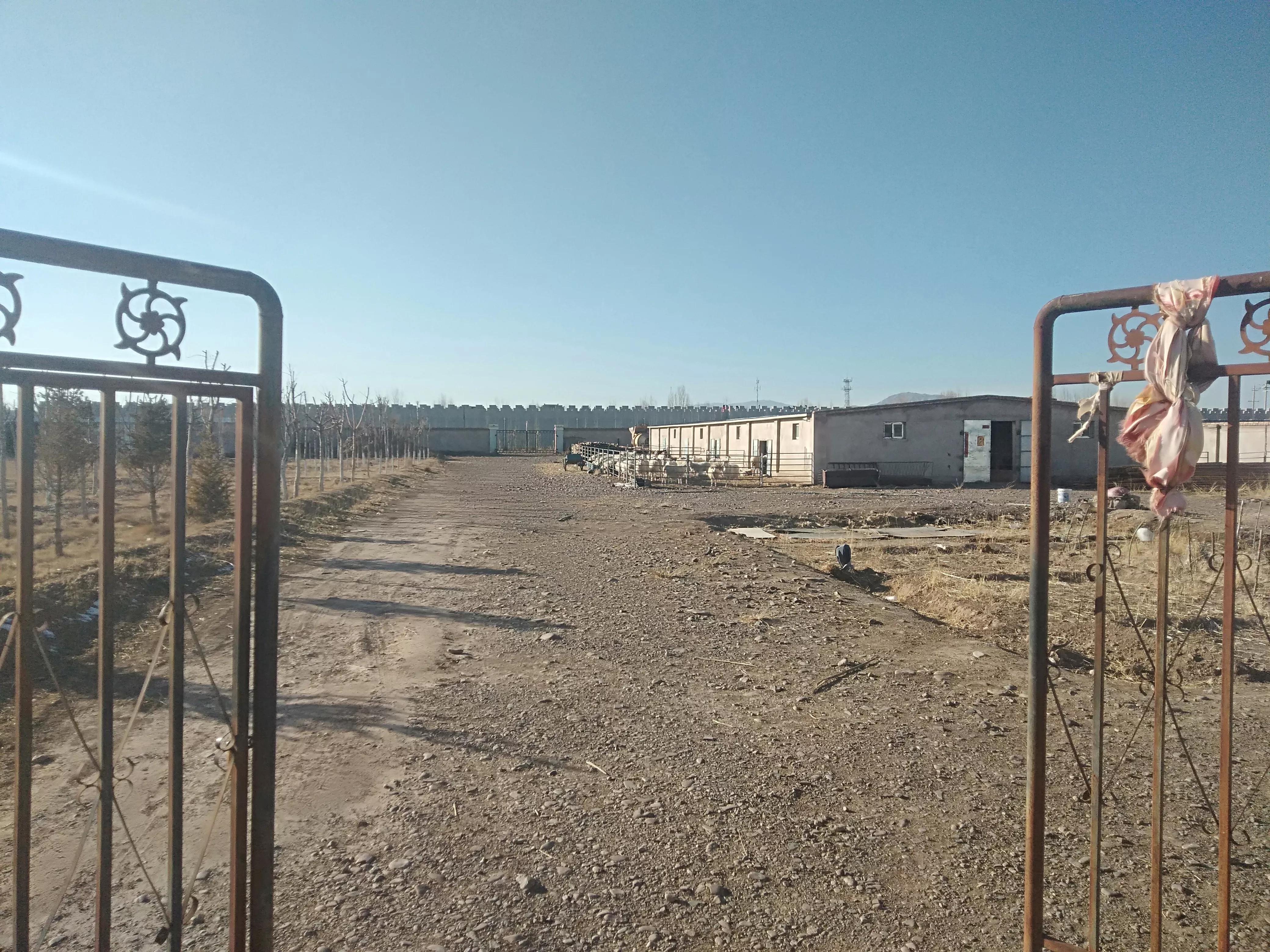 小尾寒羊习性及特点,小尾寒羊好养吗