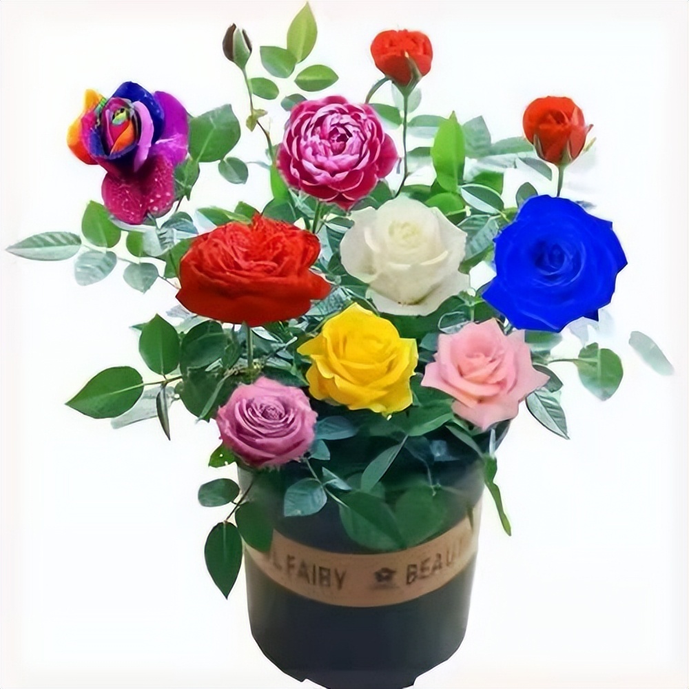 多色玫瑰混搭图片,多色玫瑰品种大全介绍