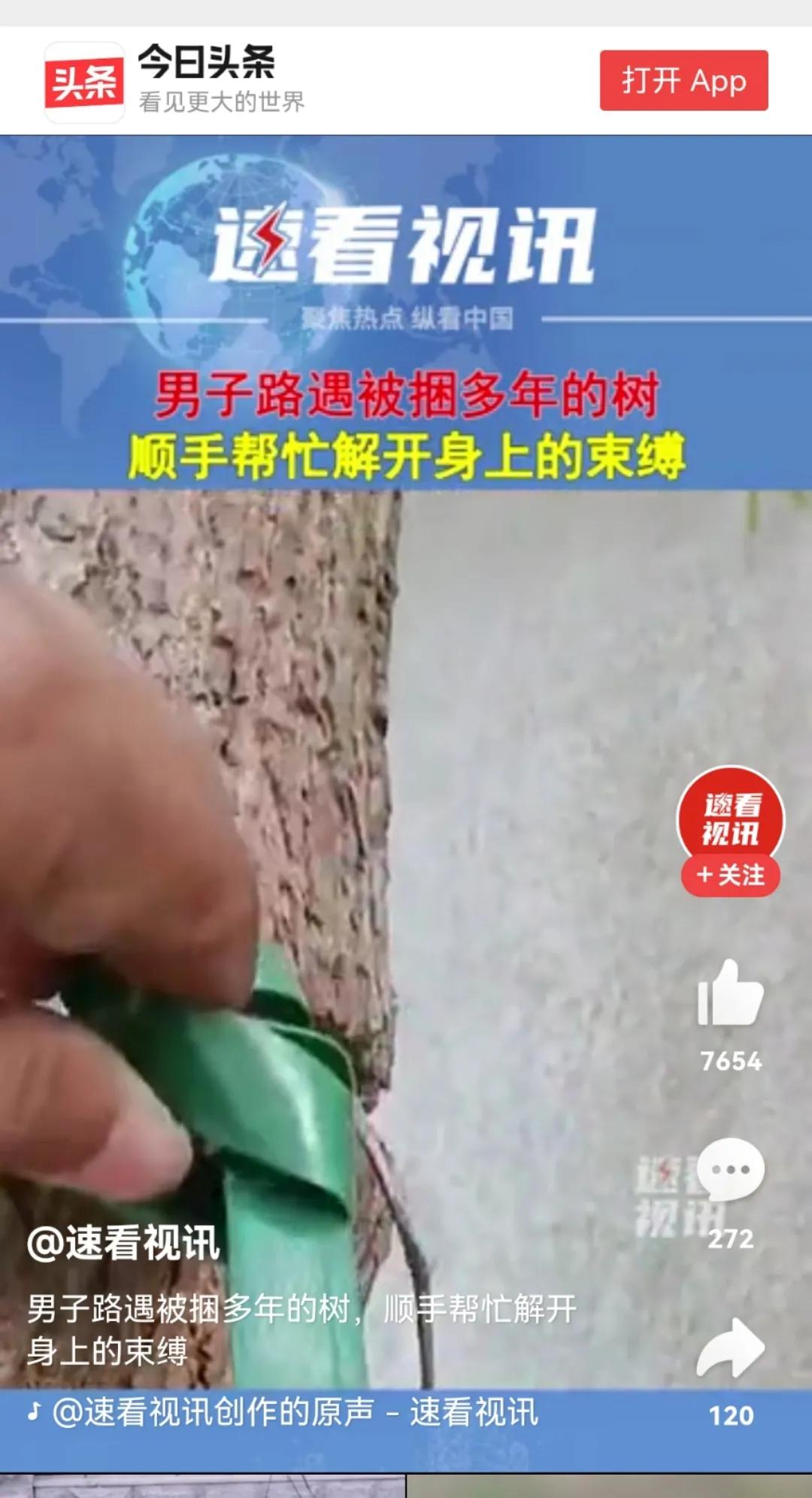 那棵树，看着就让人心疼