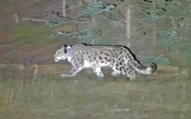 雪豹在贺兰山捕食岩羊和马鹿，游客严禁擅入穿越保护区