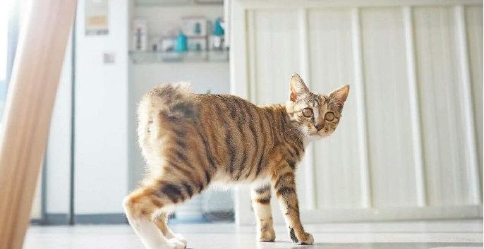 猫咪有这几个特征招财又旺家,猫是否招财运