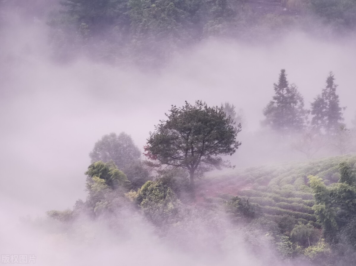 中国13大名茶爱茶人士必知茶知识,贵州茶叶中入选中国十大名茶的是