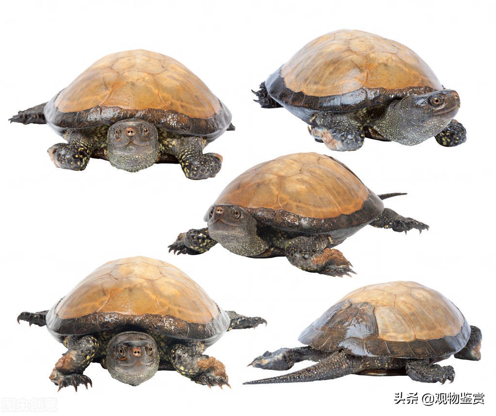 乌龟的假死状态是怎样的,如何判断乌龟在冬眠还是死了