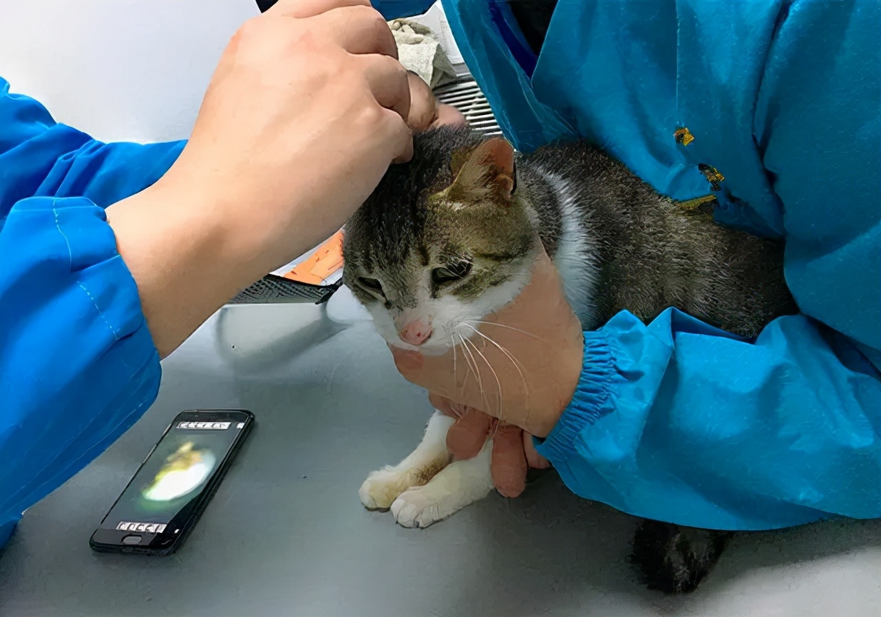 猫咪轻度中毒的症状及治疗,猫咪中毒三小时以上该怎么解毒