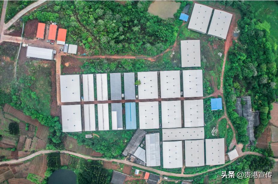 广西贵港鸽王,贵港鸽王