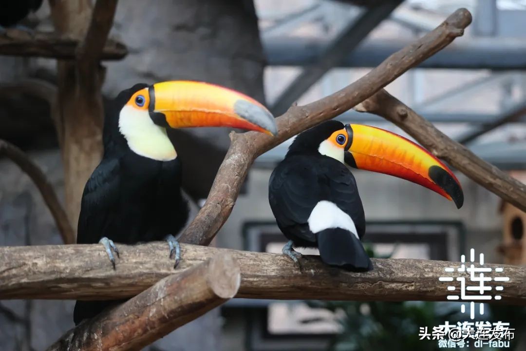 儿童节景区免费,多景区推儿童节优惠政策
