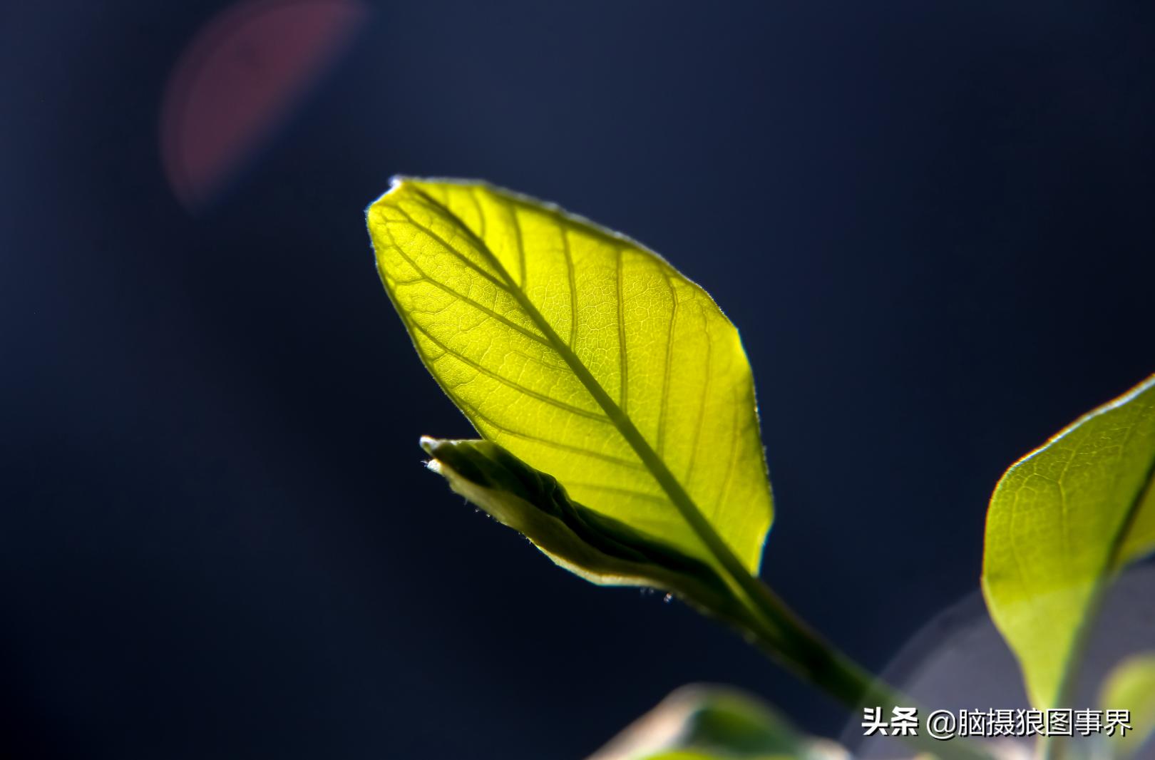 拍照如何确保对焦准确,拍照时对焦很难对上