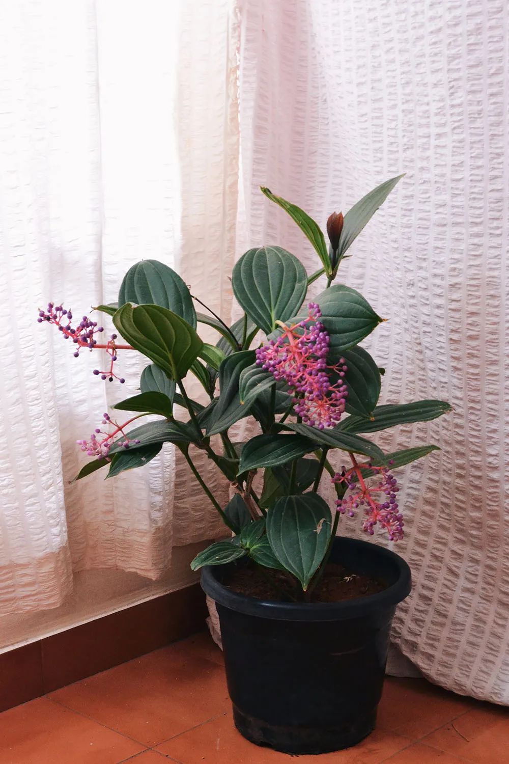 最美花王,花王宝莲灯