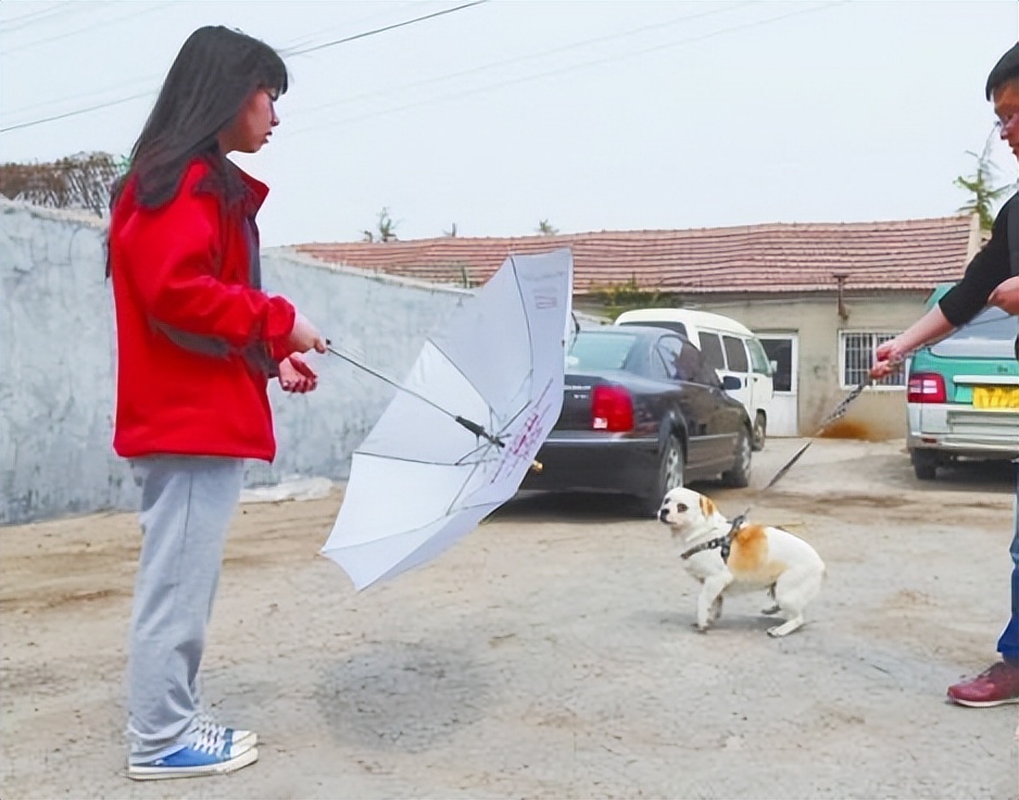 怎么对付恶犬,怎么对付恶犬伤人