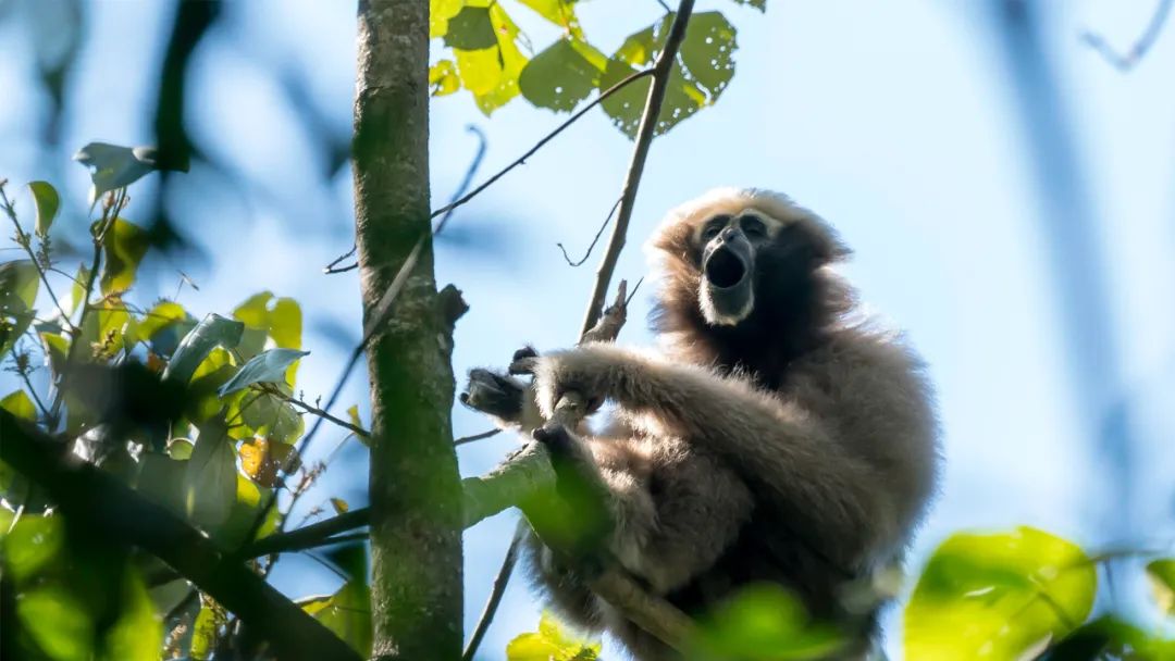云南新发现一处高黎贡“白眉大侠”的家园