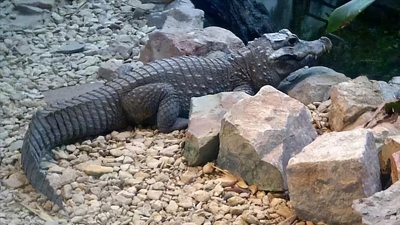 性情凶猛的十大鳄鱼,世界上十大最凶猛的鳄鱼排行榜