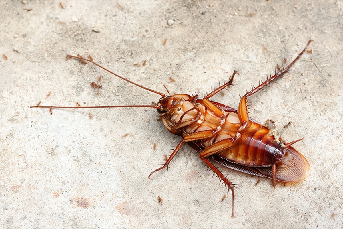 蟑螂太多了用什么方法能消灭,店里小蟑螂太多怎么办