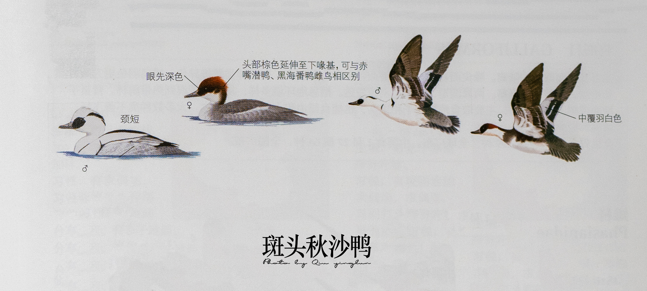 涓滄睙鎻借儨,涓滄睙鎻借儨楦熺被