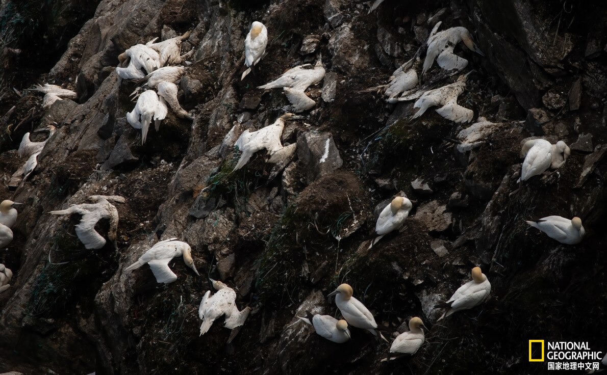 高致病性禽流感的动物,动物的高致病性禽流感