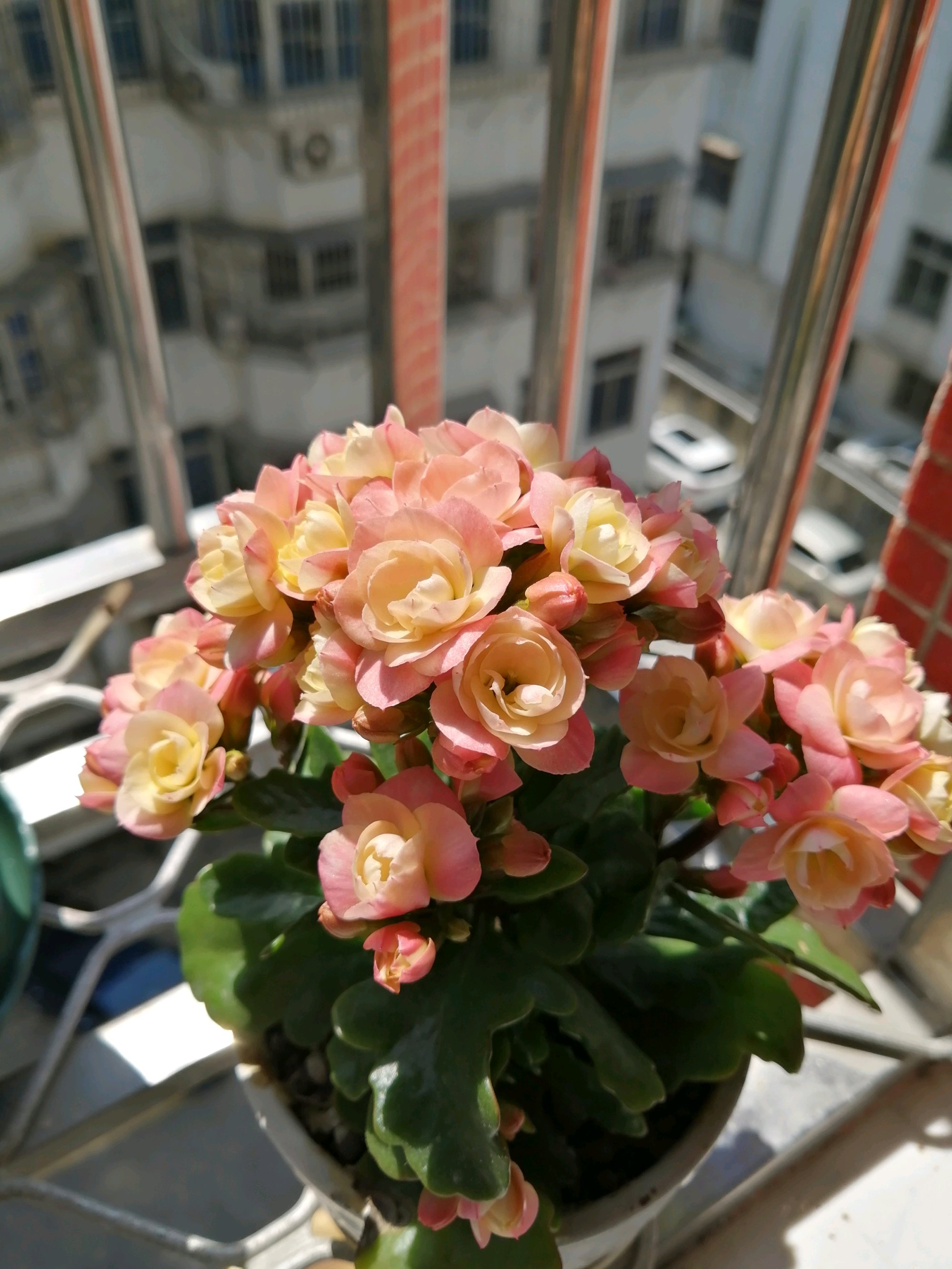 喜欢长寿花的寓意,喜欢养长寿花的人