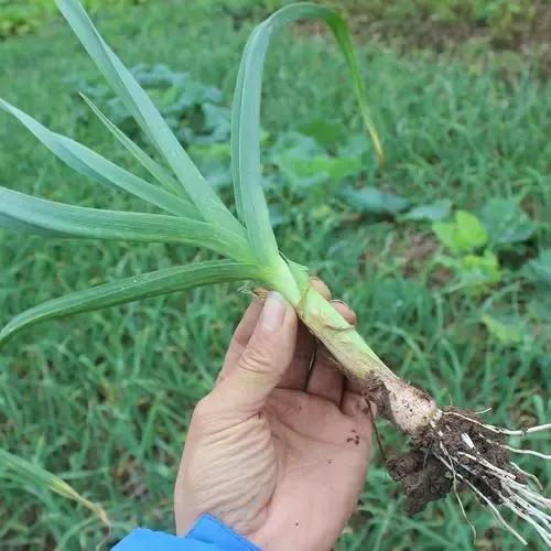 苍山大蒜越冬前管理,秋种大蒜安全越冬的措施