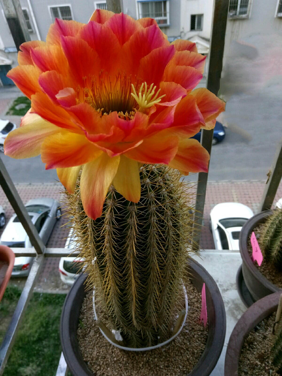 毛花柱仙人球品种大全,顶级精品仙人球花