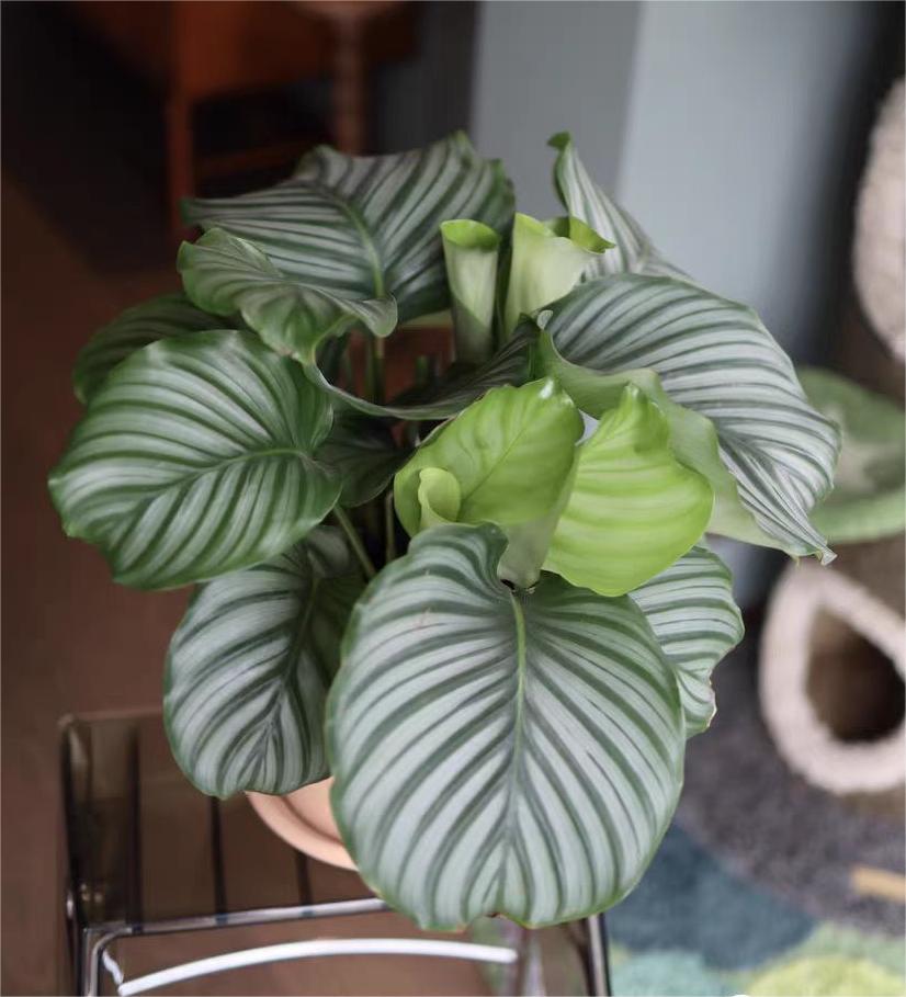 养竹芋用什么土好,养青苹果竹芋用氮肥还是磷肥