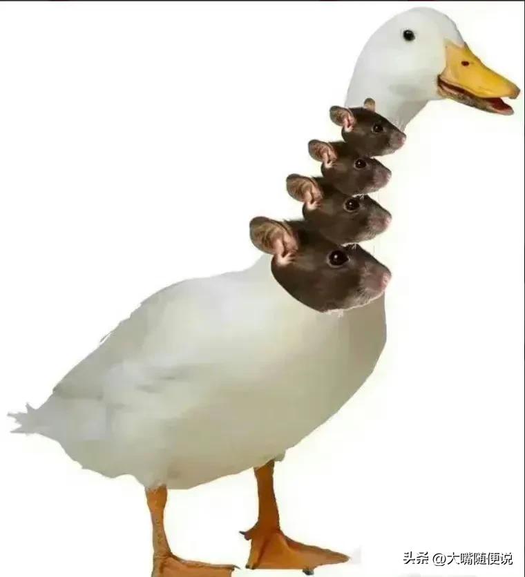 江西工职院指鼠为鸭事件分析,江西通报“指鼠为鸭”事件