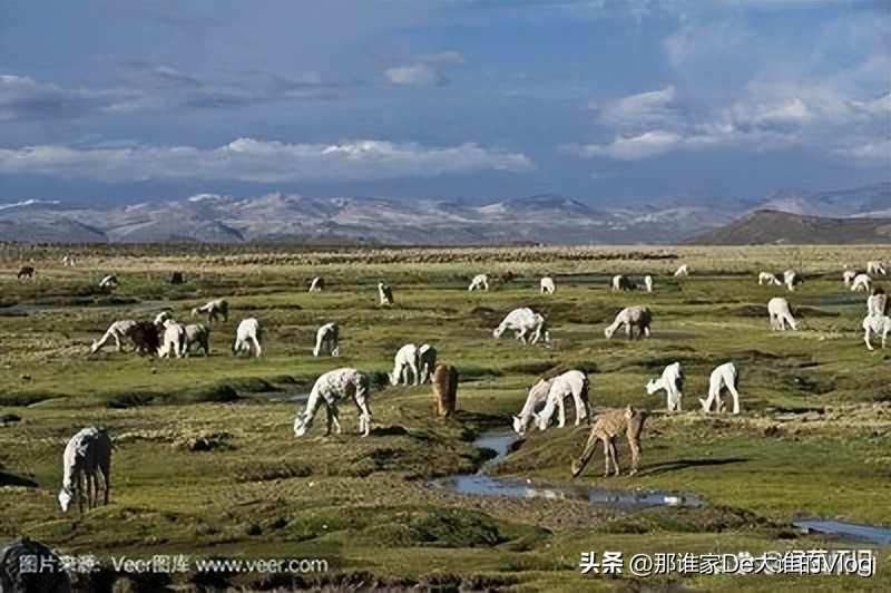 阿根廷世界杯经典时刻,阿根廷美洲杯夺冠致敬马拉多纳