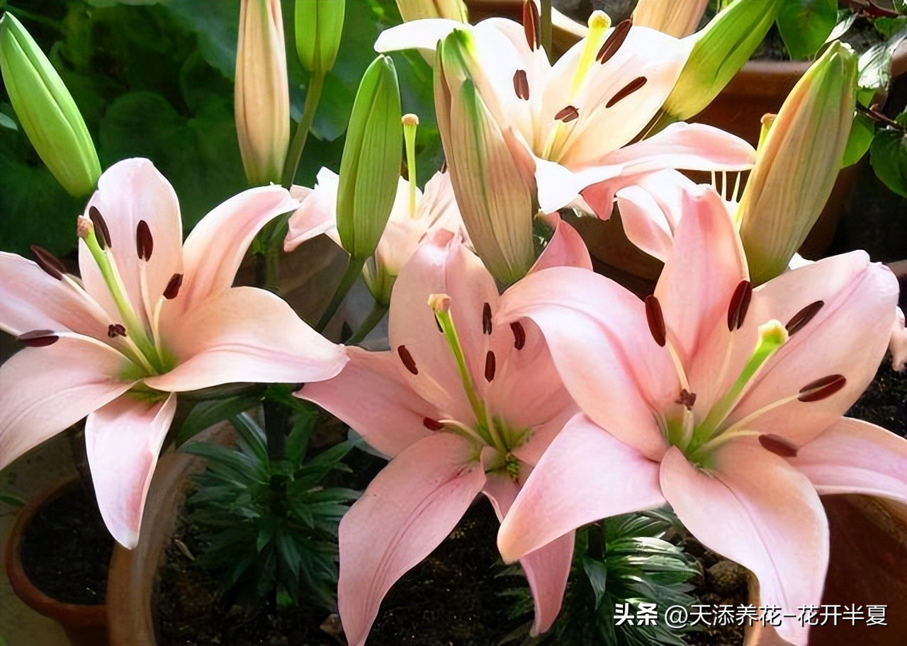 盆栽百合叶子不绿怎么回事,盆栽百合带花苞的盆栽方法