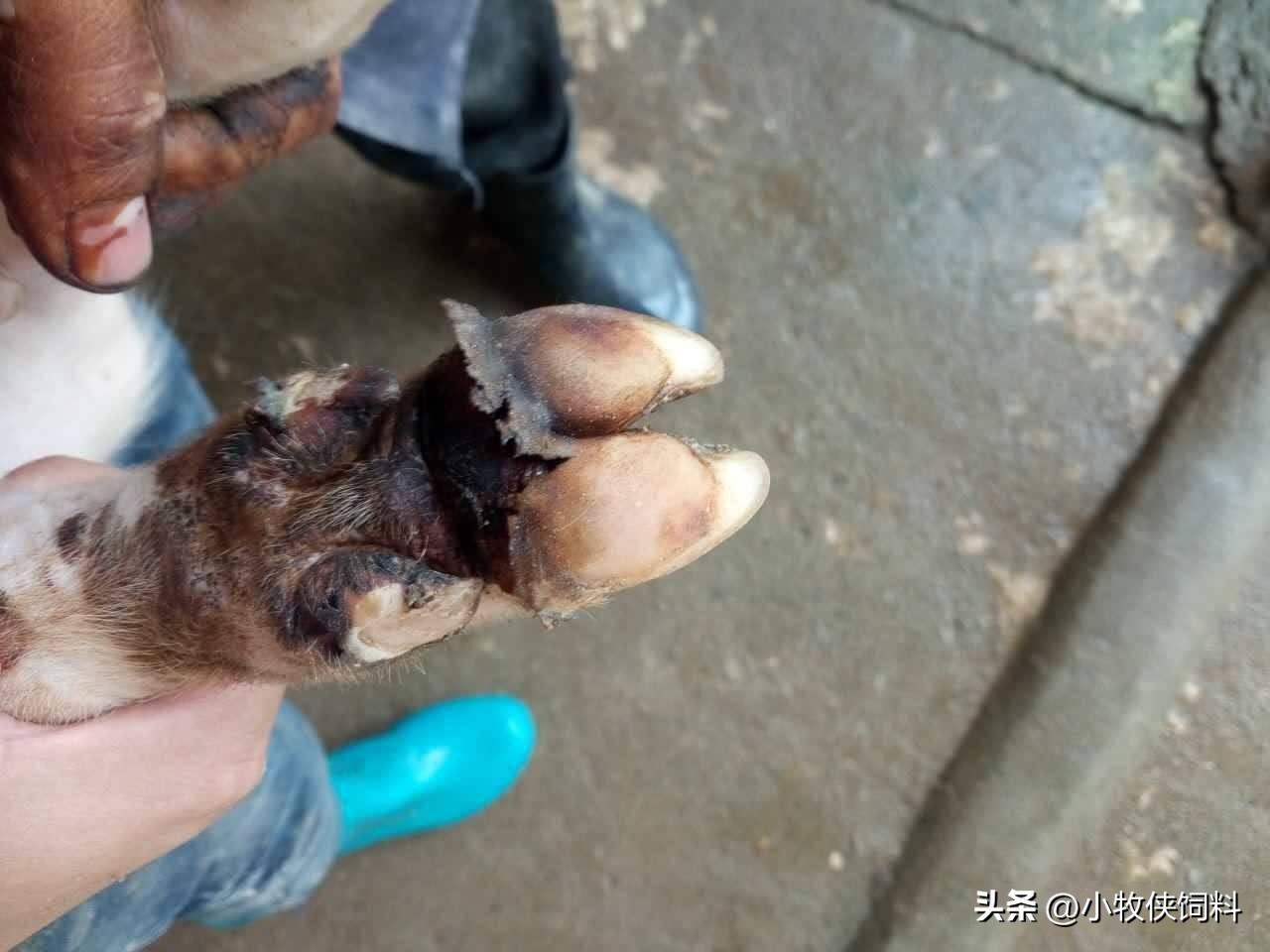 羊腐蹄病的治疗打什么针,羊腐蹄病怎么预防用什么中药好