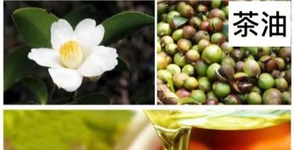 液体黄金橄榄油,油橄榄的黄金液体