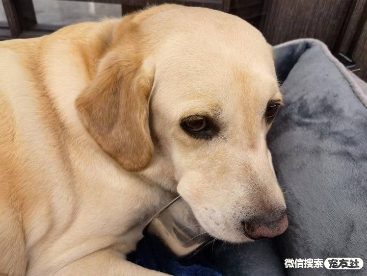 附近宠物店免费领养同城,猫狗领养平台免费赠送狗狗