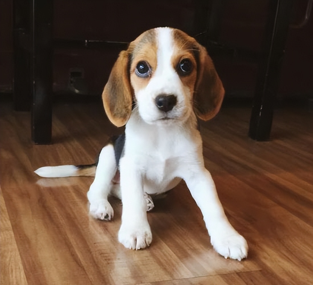 好养温顺的狗狗,哪种狗狗最温顺最聪明好养不掉毛