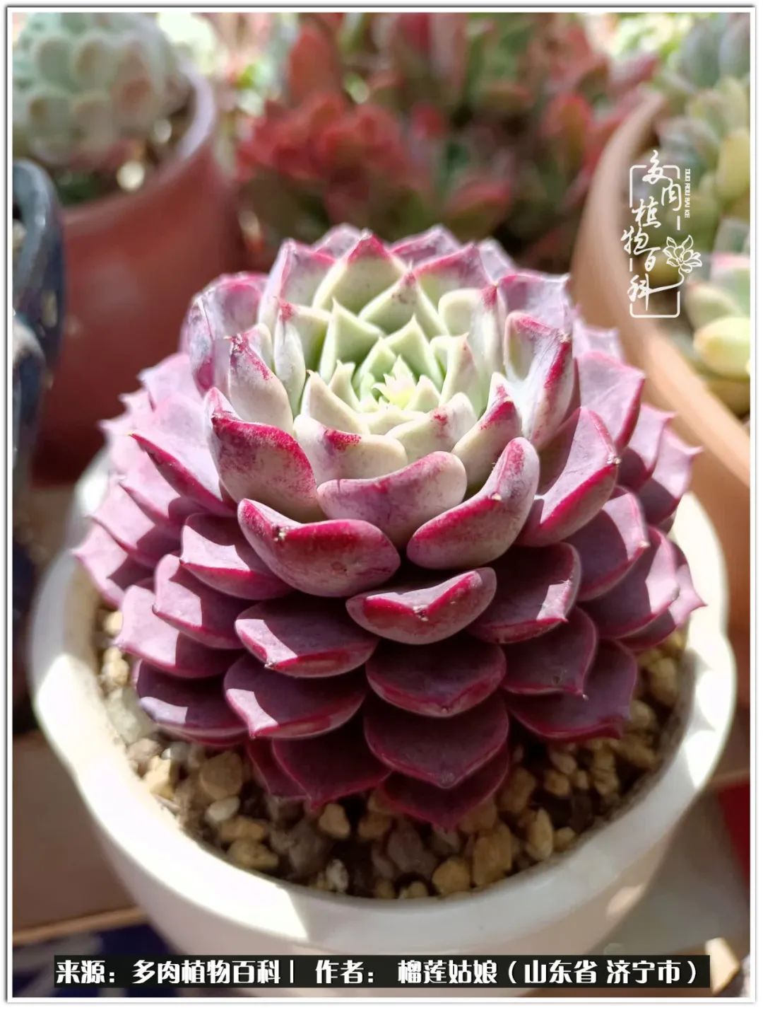 繁花似锦觅安宁淡如流水度一生,繁花似锦觅安宁淡云流水度人生