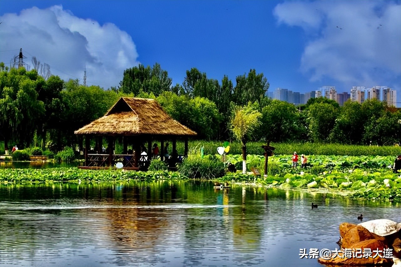 前关湿地公园赏荷花,前关湿地公园荷花