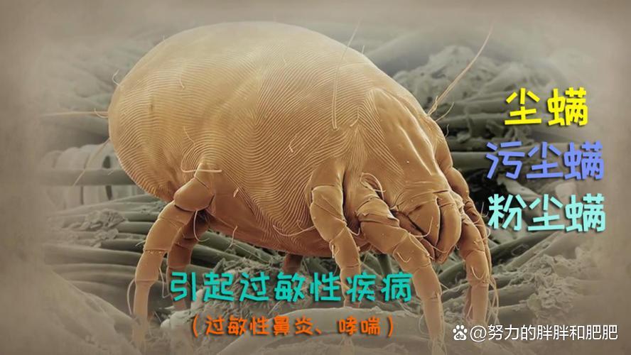 尘螨过敏每天接触灰尘能不能缓解,儿童对粉尘和尘螨过敏怎么办