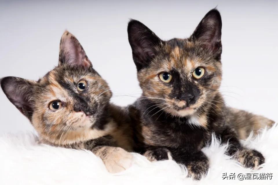 中国猫咪品种玳瑁猫,田园玳瑁猫的嘴