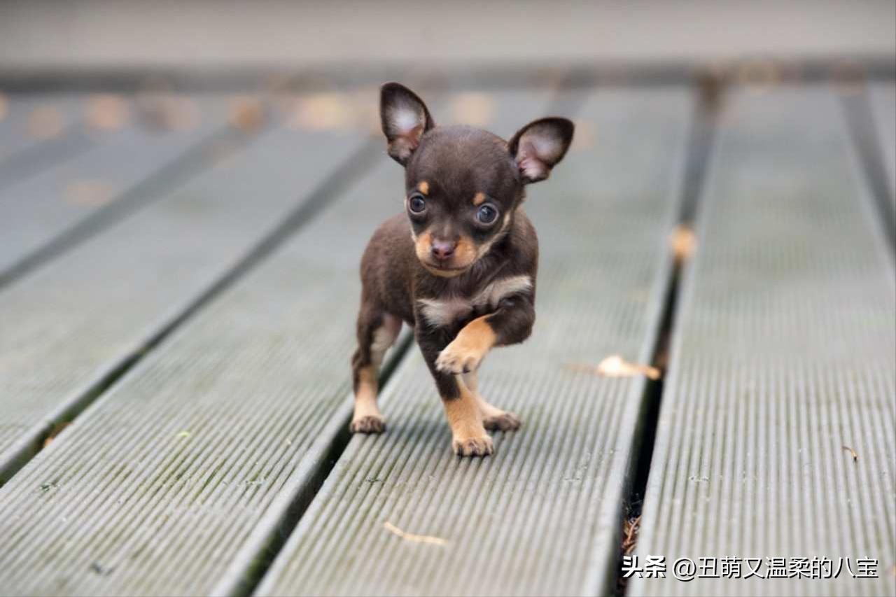 什么药治小狗拉稀,治小狗拉稀最快的土办法